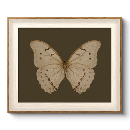 VIYYIEA Framed Wall Art for Living Room, Swan Wall Decor, 12×10 Inch